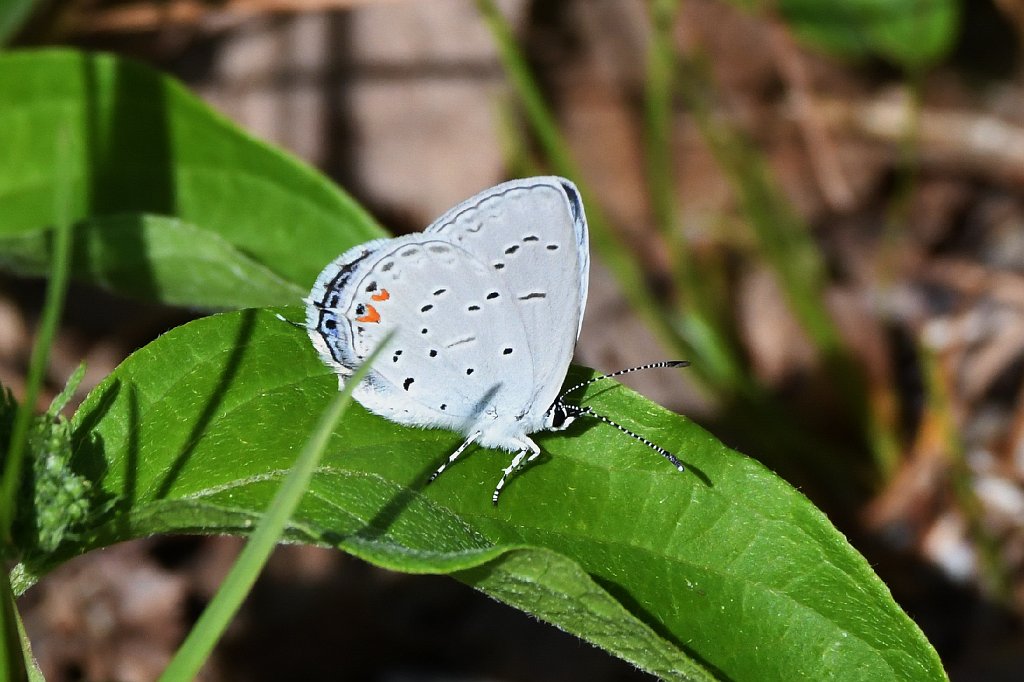 064 2017-05197192 Broad Meadow Brook, MA.JPG - Eastern Tailed-blue Butterfly (Everes comyntas). Broad Meadow Brook Wildlife Sanctuary, MA, 5-19-2017